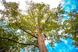 Mulching Services in Oroville, WA