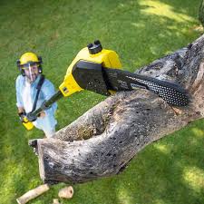 Best Tree Cabling and Bracing  in Oroville, WA