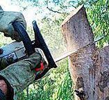 Best Tree and Shrub Care  in Oroville, WA