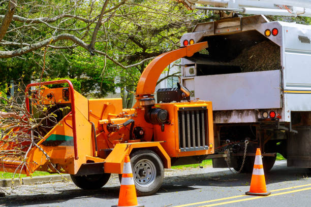 How Our Tree Care Process Works  in  Oroville, WA
